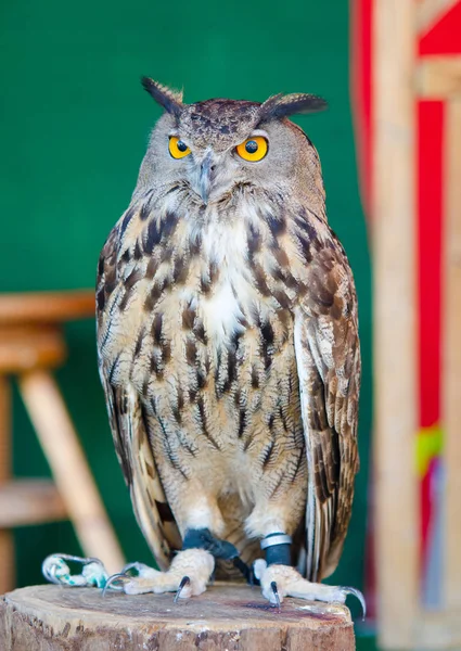 欧州ワシフクロウの肖像画 — ストック写真