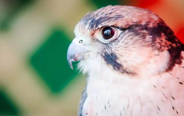 美洲红隼 (Falco sparverius 的肖像) — 图库照片