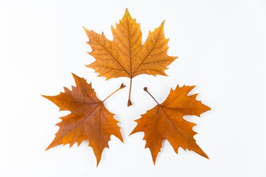 yapraklar Sonbaharda akçaağaç izole üzerinde beyaz arka plan
