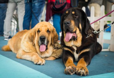 Güzel büyük İspanyol mastiff köpekler