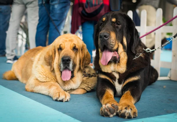 Hermosos perros mastín español grande —  Fotos de Stock