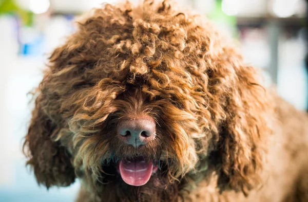 Kaniş köpek kameraya bakıyor. Kahverengi Fransız köpek su. 
