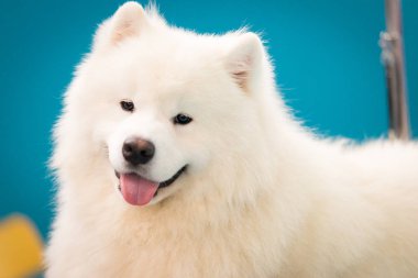 Sibirya portresi Samoyed, Beyaz Husky köpeği