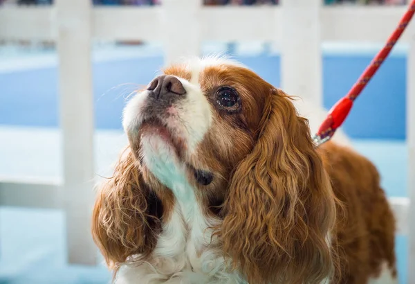 Hermoso retrato de perro blanco marrón Cavalier King Charles Spaniel — Foto de Stock