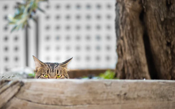 Gatto nascosto dietro una recinzione guardando la fotocamera — Foto Stock