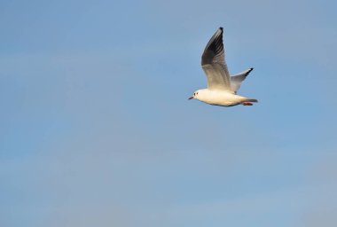 Badajoz üzerinde uçan martı