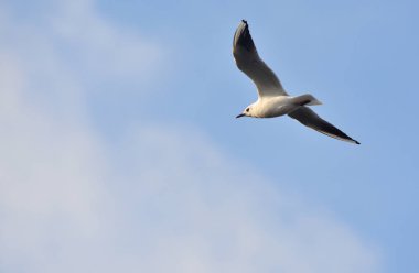 Badajoz üzerinde uçan martı