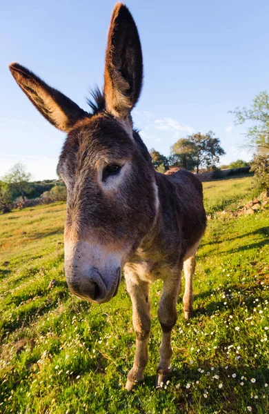 Osel, při pohledu na fotoaparát — Stock fotografie