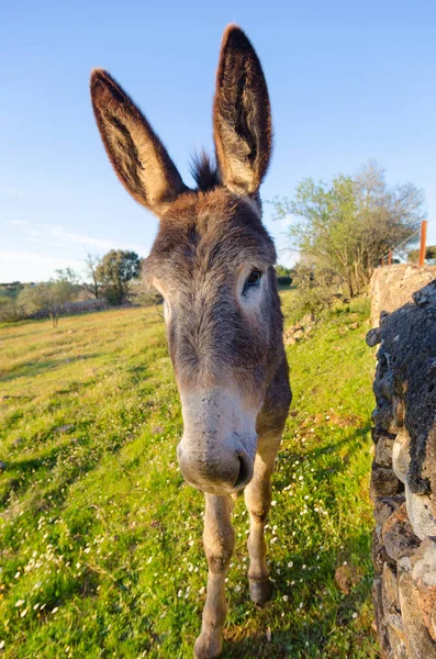 Burro mirando a la cámara — Foto de Stock