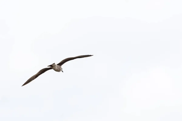 Seagull  isolated on white background — Stock Photo, Image