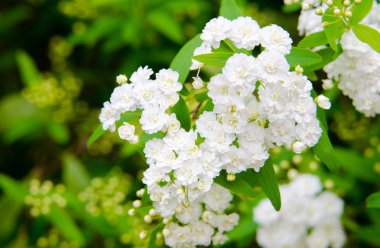 güzel beyaz çiçekler