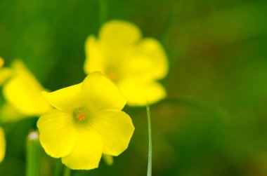 Sarı Cascabela thevetia