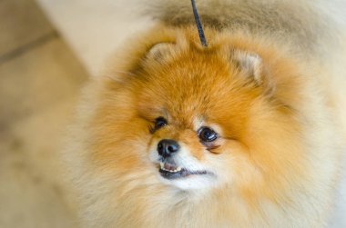 Alman spitz köpek