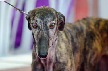 portre üzgün tazı