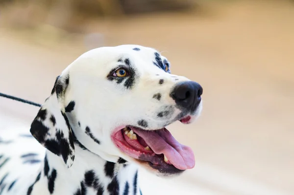 Dalmata portréja — Stock Fotó