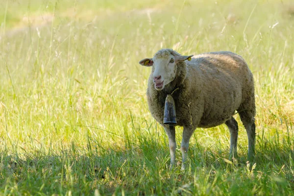 Овцы в природе — стоковое фото