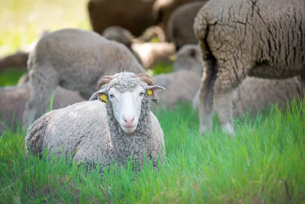 Dorset ovejas en el campo —  Fotos de Stock