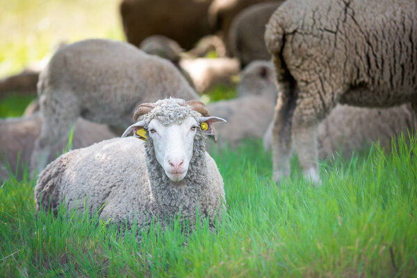 Dorset sheep in field