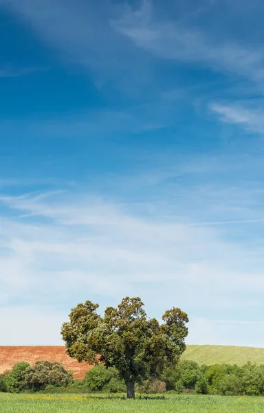 Steeneik op het platteland — Stockfoto