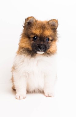Güzel pomeranian köpek yavrusu 