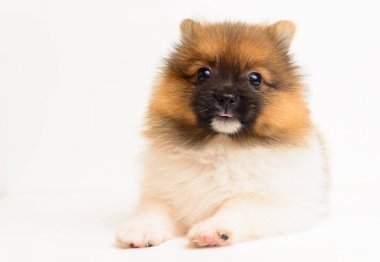 Güzel pomeranian köpek yavrusu 