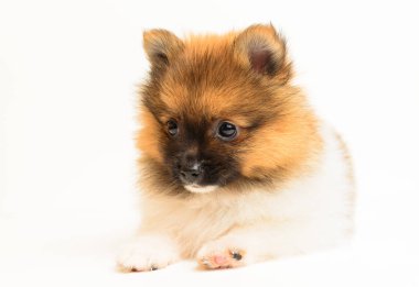 Güzel pomeranian köpek yavrusu 