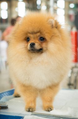 Güzel köpek Pomeranian