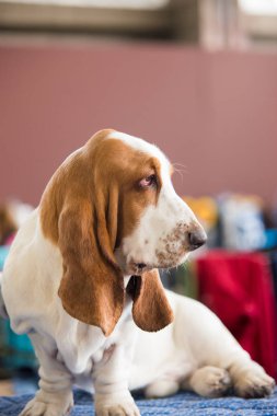 Güzel Basset Hound. 