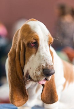 Güzel Basset Hound. 