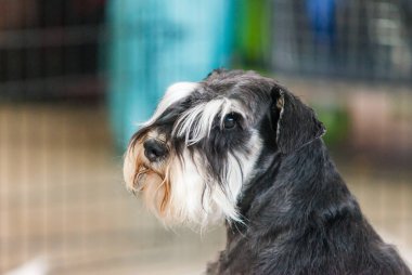 Schnauzer portresi