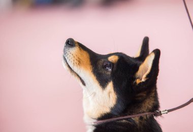Bir Entlebucher Sennenhund portresi
