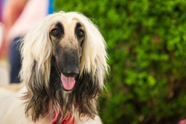 güzel Afgan köpek