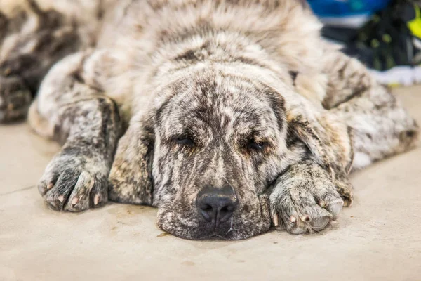 Mastiff perro español durmiendo — Foto de Stock