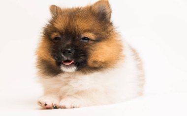 komik pomeranian köpek yavrusu 