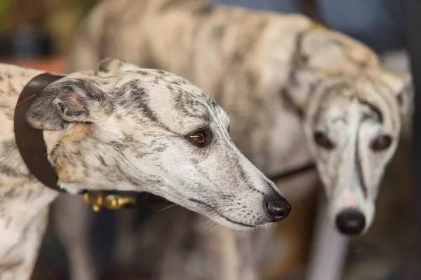 Retrato perro galgo — Foto de Stock