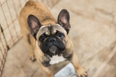 Fransız bulldog köpeği.