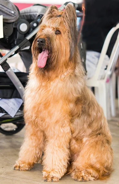 Hermosa Briard posando — Foto de Stock