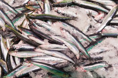 Avrupa hamsi balığı