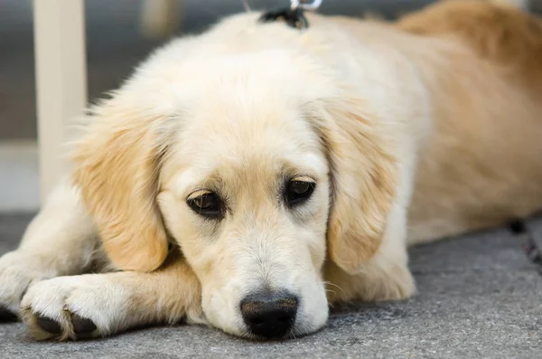 Golden Retriever cachorro — Foto de Stock