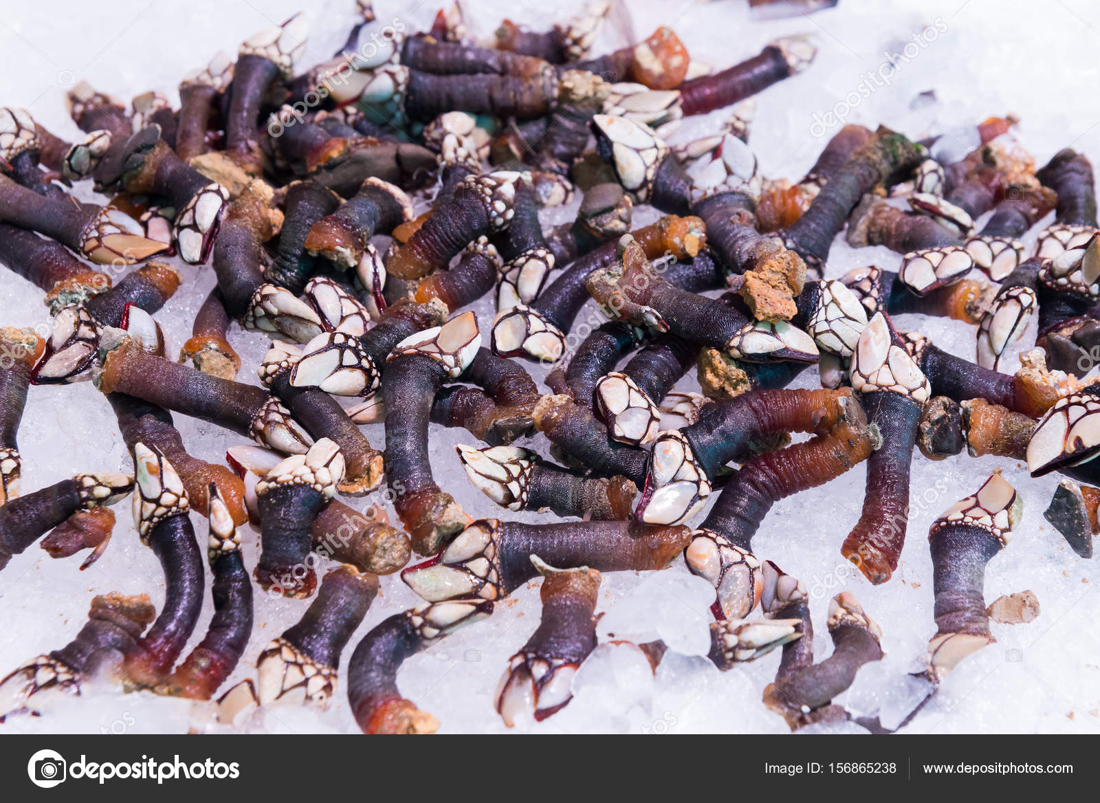 Gooseneck Barnacles Background Stock Photo C Fosters