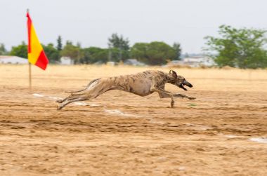 İspanyol greyhound çalıştıran