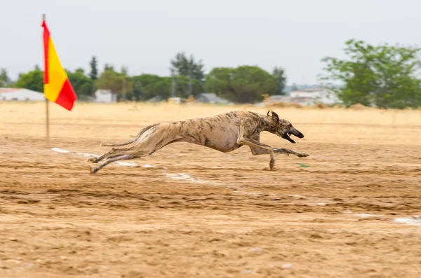 Galgo español corriendo — Foto de Stock