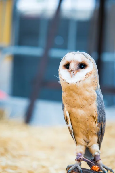 一般的な納屋フクロウ — ストック写真