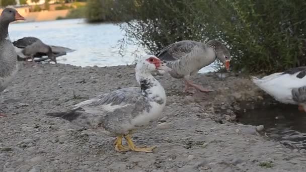 美丽的鸭子在河 — 图库视频影像