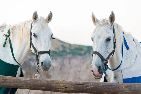 Dva bílé koně — Stock fotografie