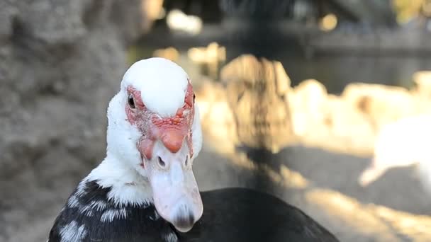 Pato mirando y mordiendo cámara — Vídeos de Stock