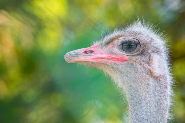 Portrait of ostrich — Stock Photo, Image