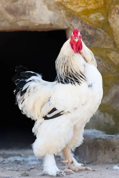 Beyaz Brahma horoz 