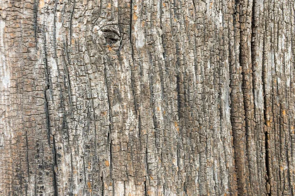 Textura de árbol de madera vieja — Foto de Stock