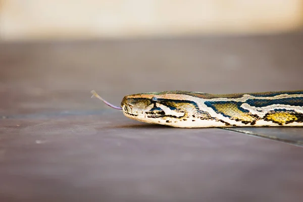 Serpiente de Python molurus — Foto de Stock